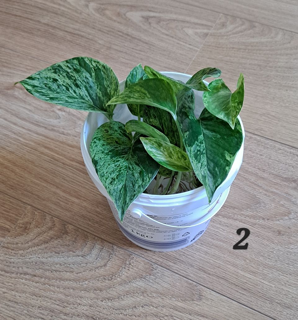 Marble queen kultaköynnös varsipistokkaat 5 kpl