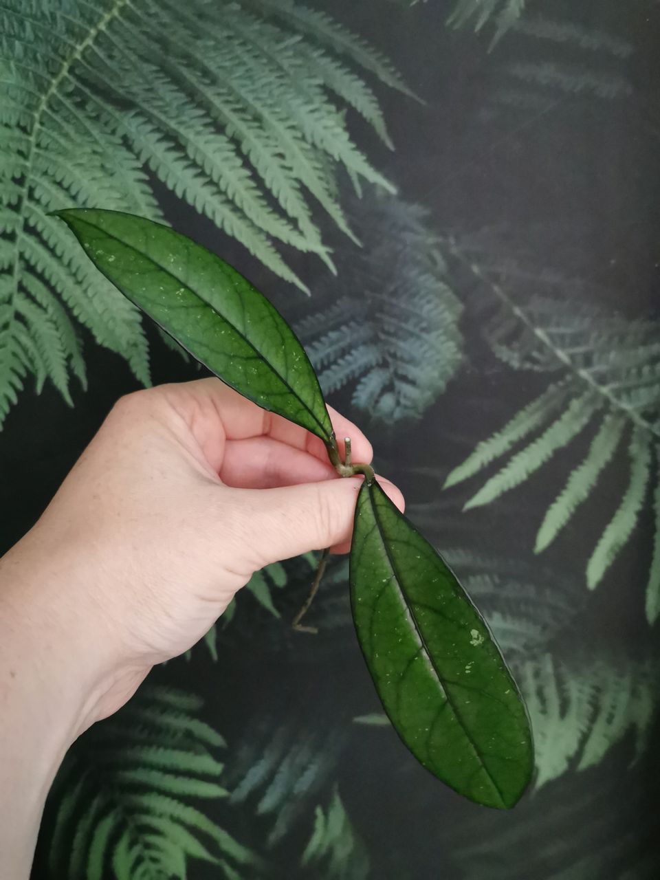 Hoya Crassipetiolata