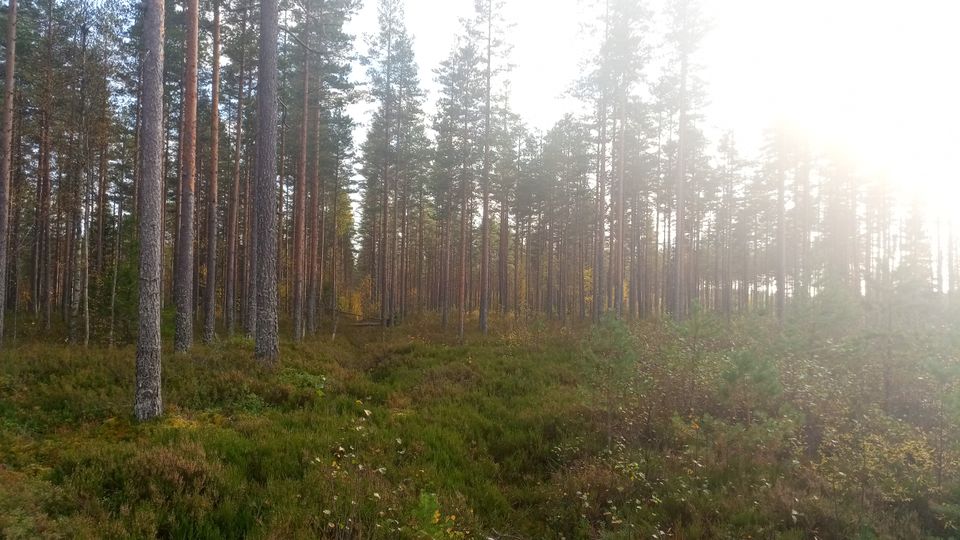 Metsäpalsta 16,18 ha, Etelä-Pohjanmaa Kurikka