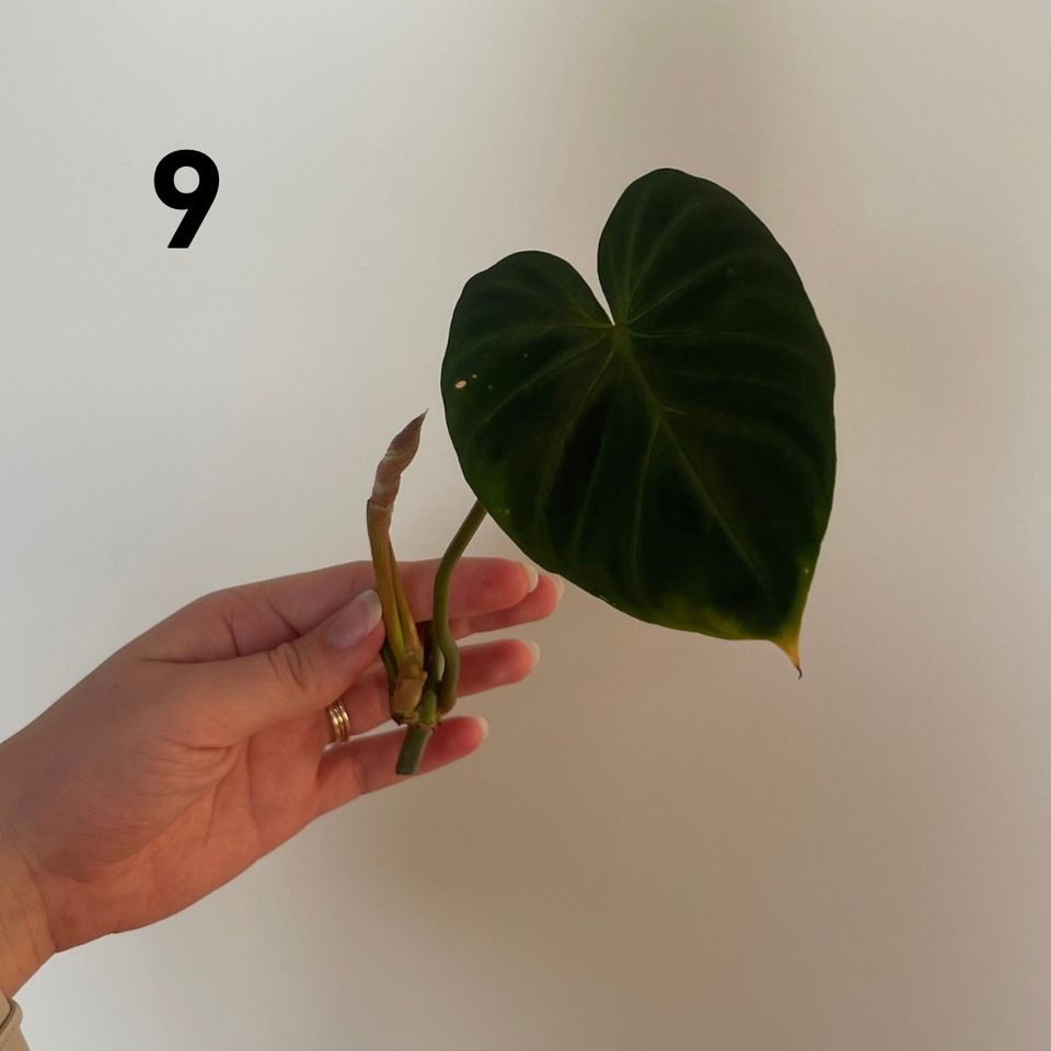 Philodendron Verrucosum runkopistokas nr 9