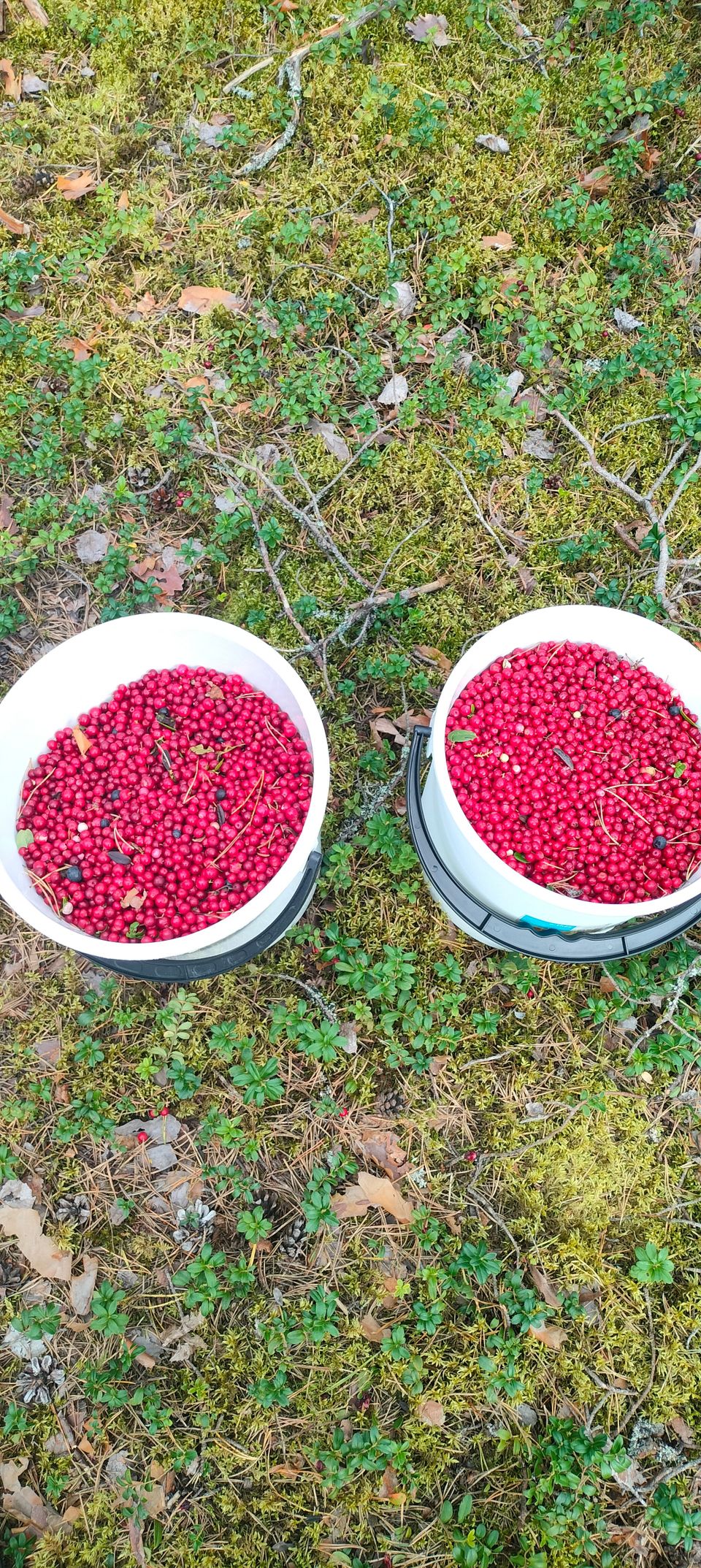 Puolukkaa puhdistettuna 10 litran ämpäri 35 Euroa kotiinkuljetettuna.