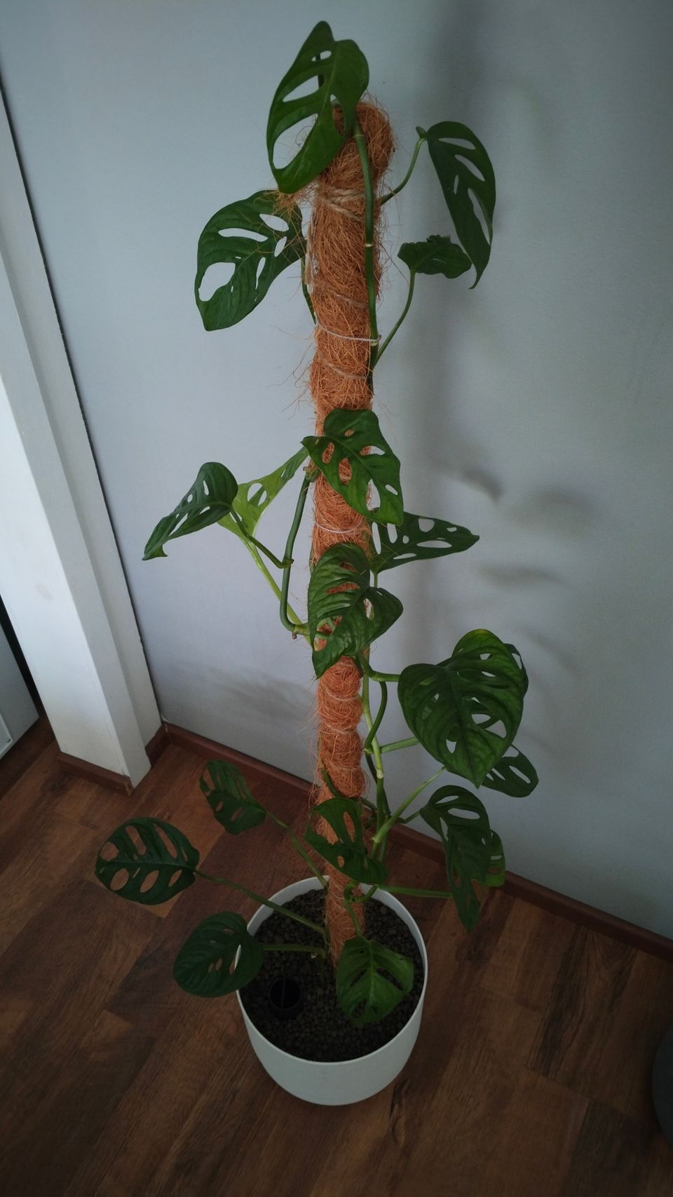 Monstera peikonlehti