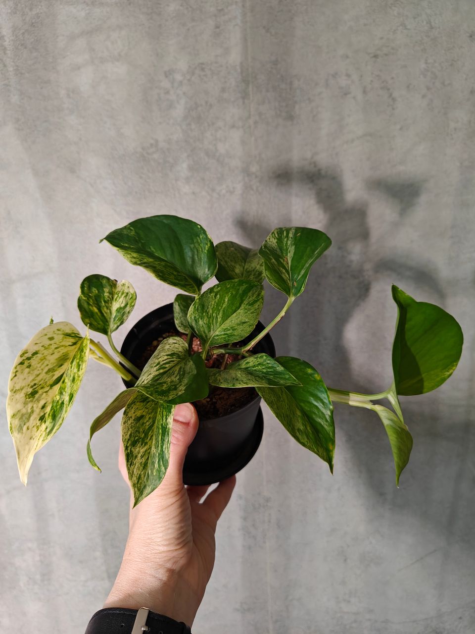 Epipremnum aureum marble queen