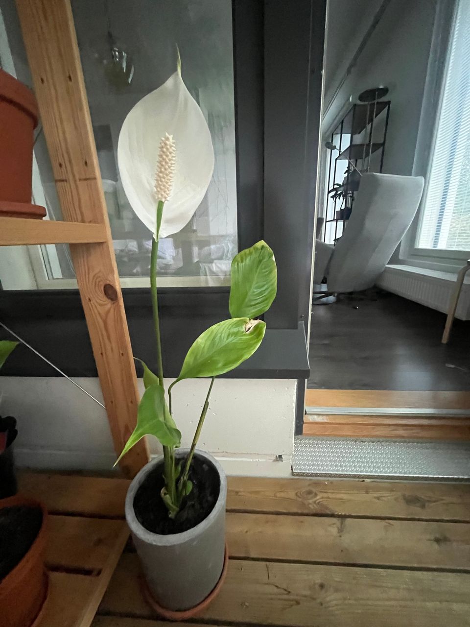 Spathiphyllum