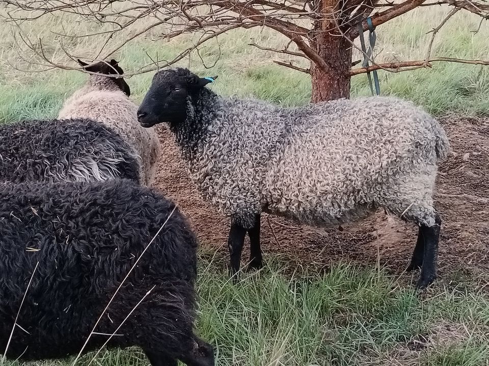 Myydään gotlannin Lammas pässi