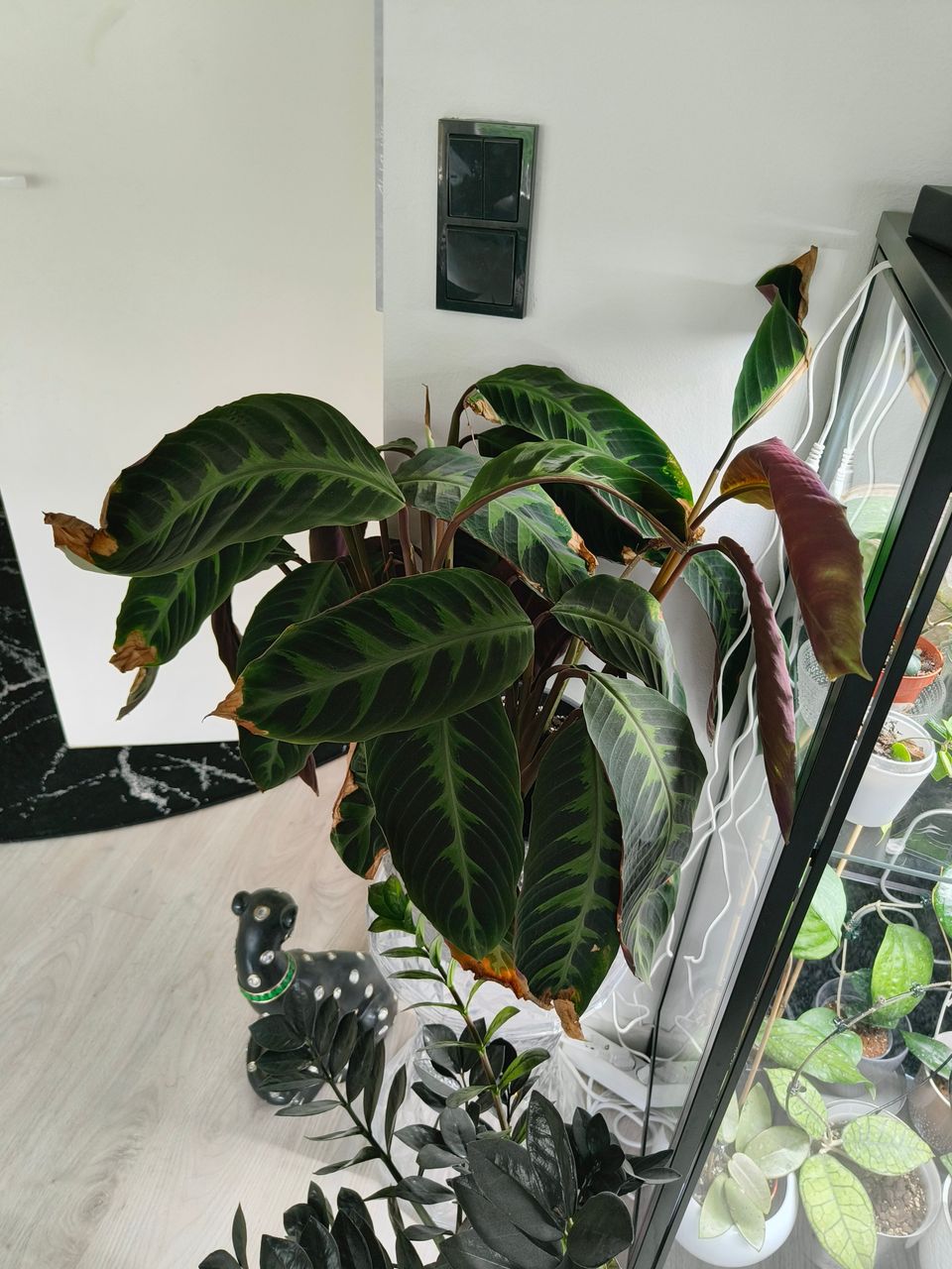 Calathea warscewiczii