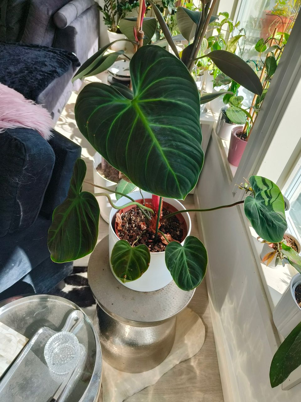 Köynnösvehka El Choco Red
Philodendron