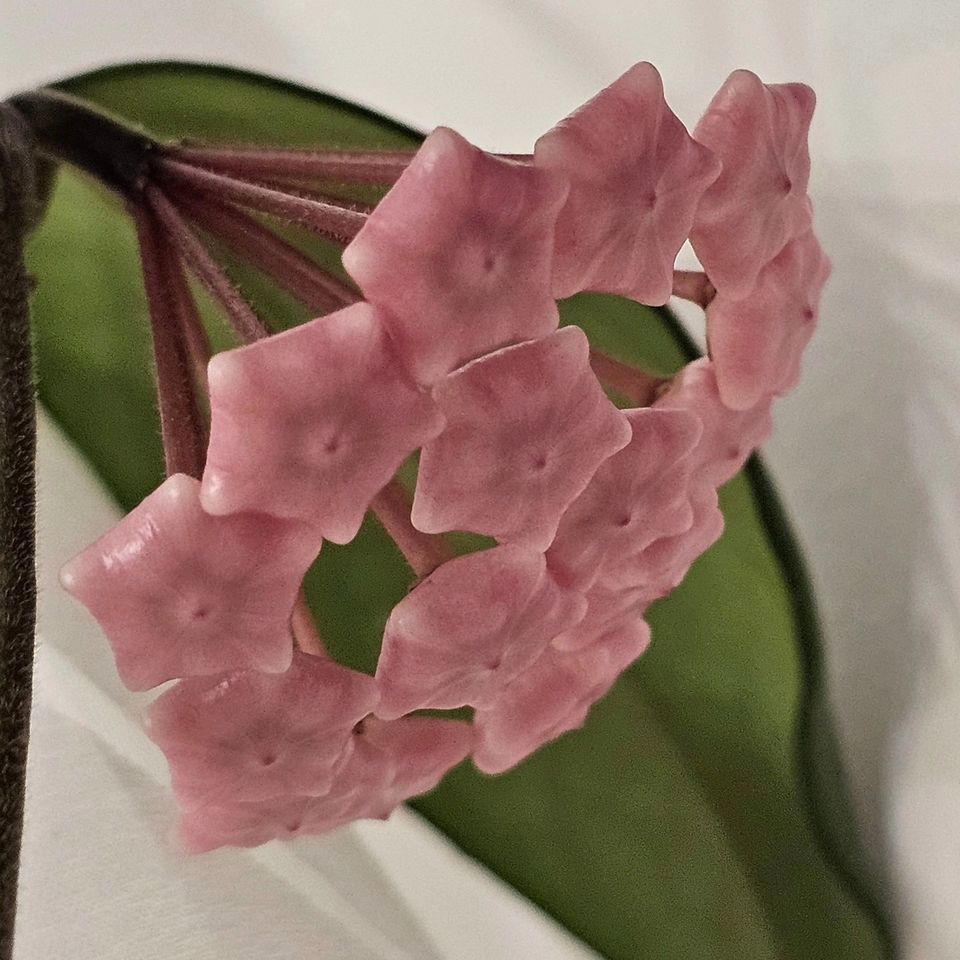 Hoya carnosa