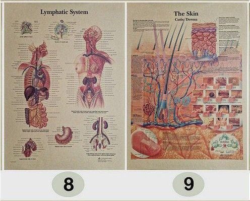 2 kpl erilaisia upeita anatomia julisteita/kuvia