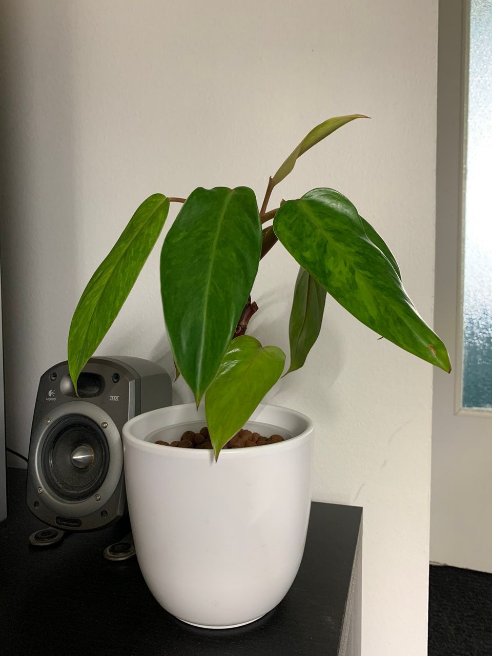 Philodendron Painted lady