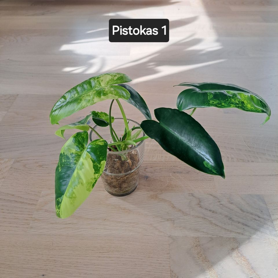 Philodendron Burle Marx Variegata juurtunut pistokas