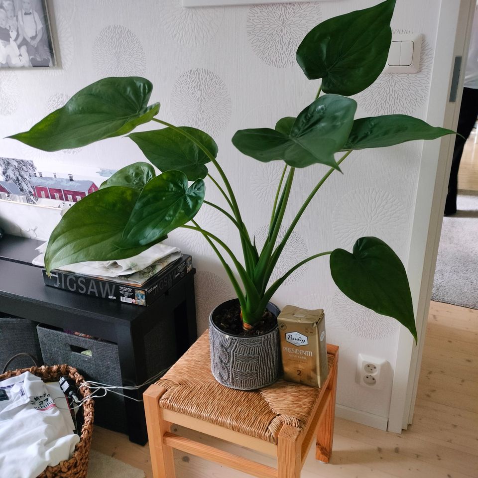 Iso alocasia cucullata variegata