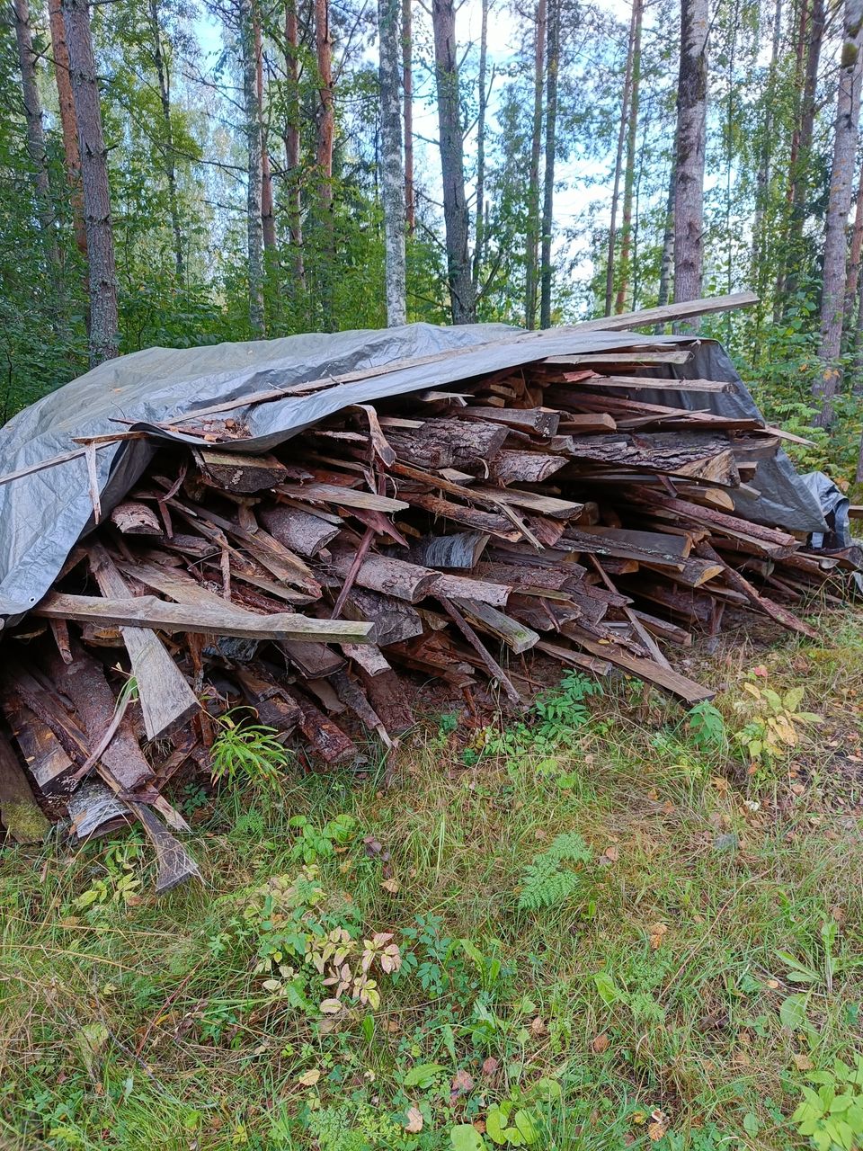 Kelteitä / pintoja polttopuiksi