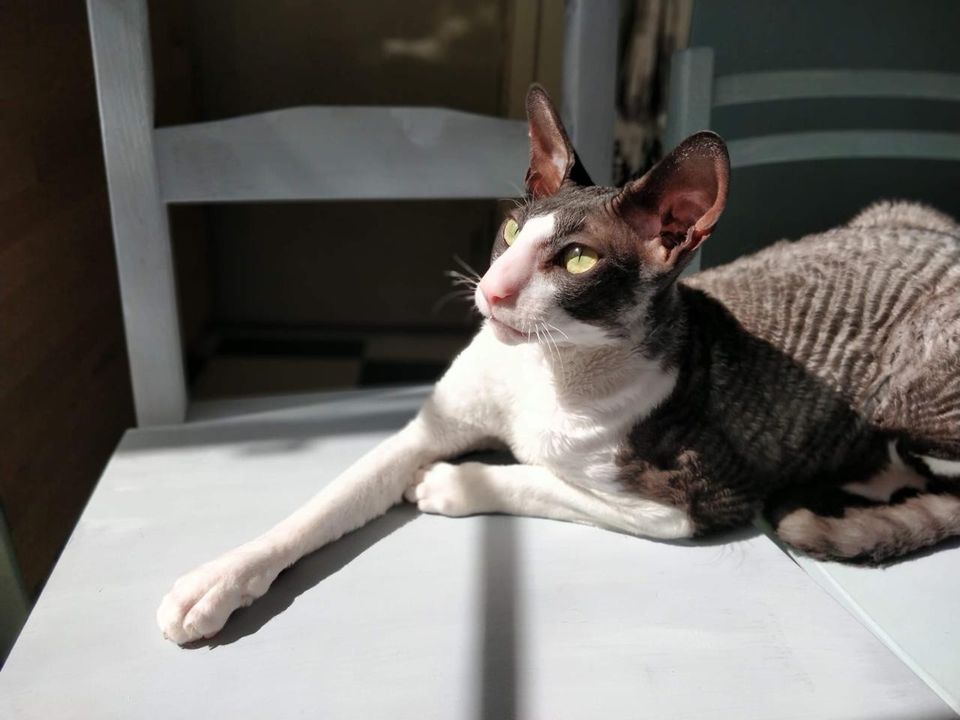 Cornish Rex kolli etsii sijoituskotia!