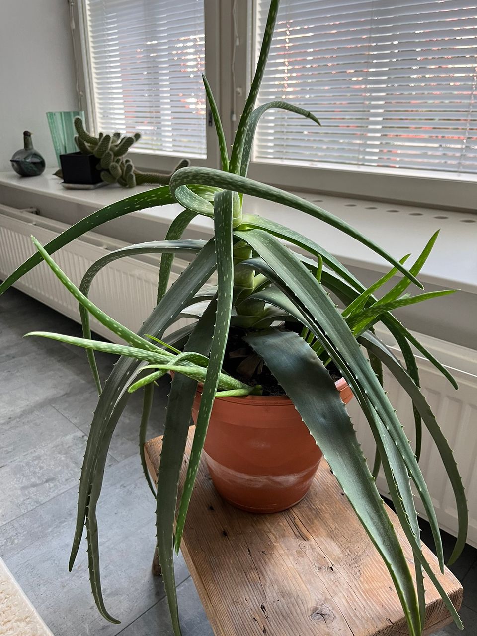 Aloe vera viherkasvi