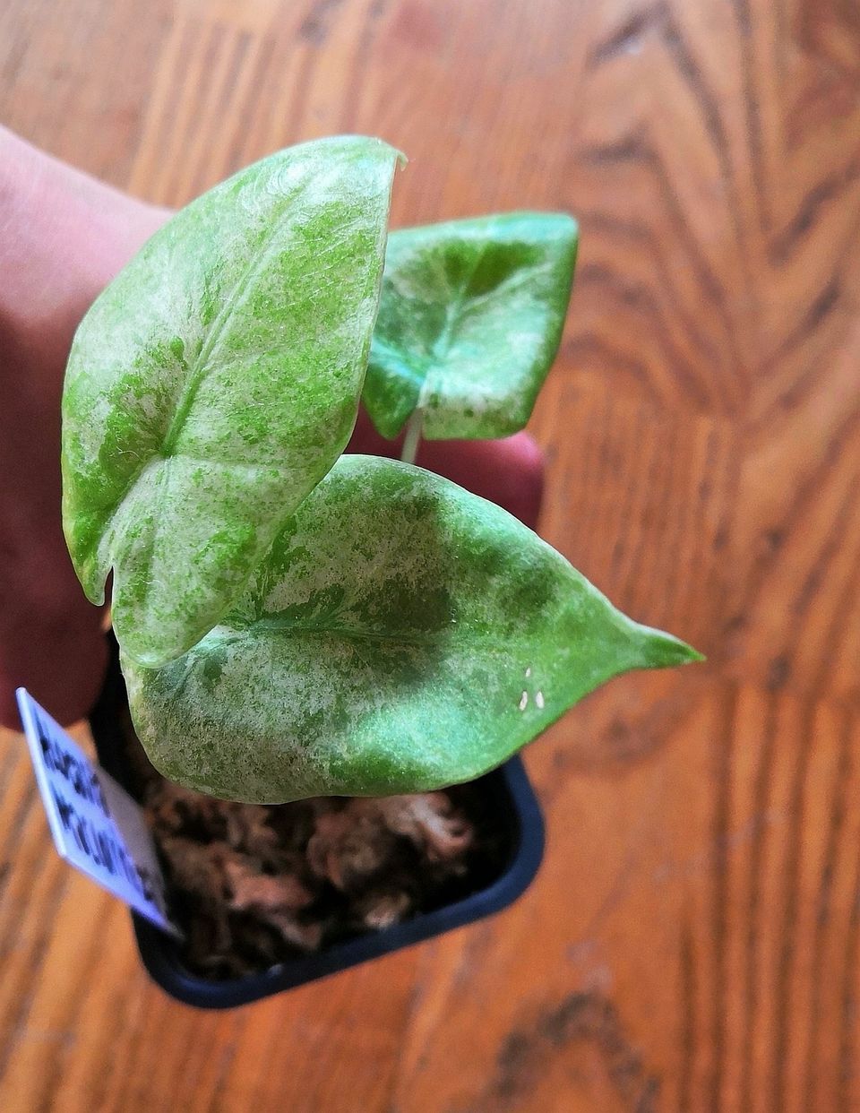 Alocasia macrorrhiza splash taimi