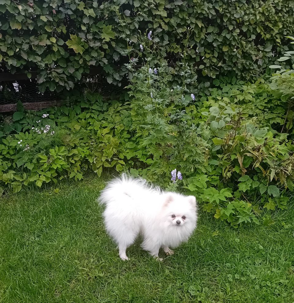 Pomeranian uros