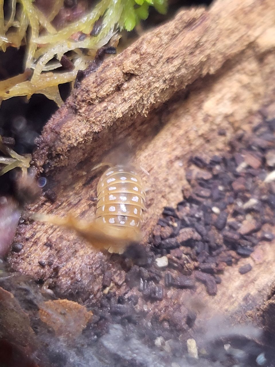 Armadillidium werneri 'orange' -siiroja