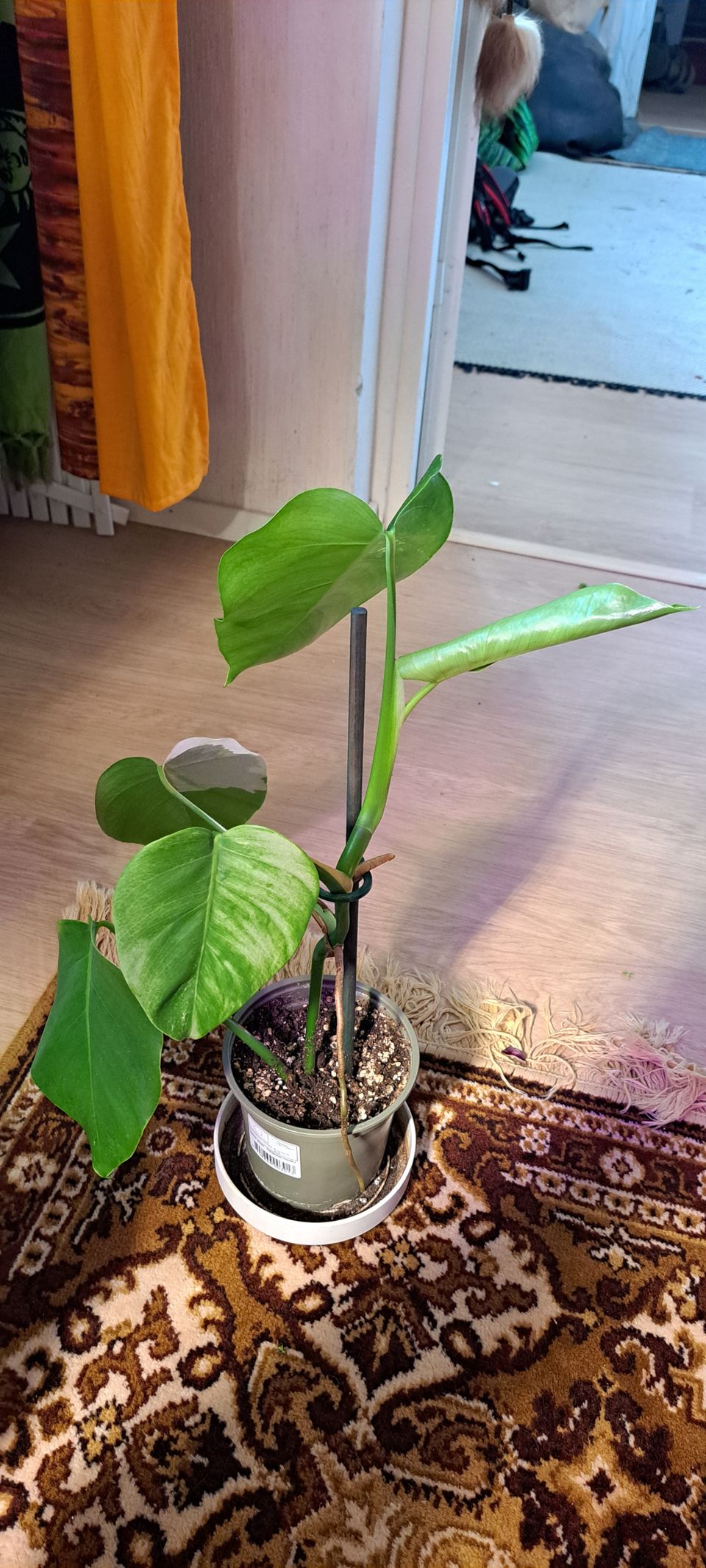 Monstera Albo