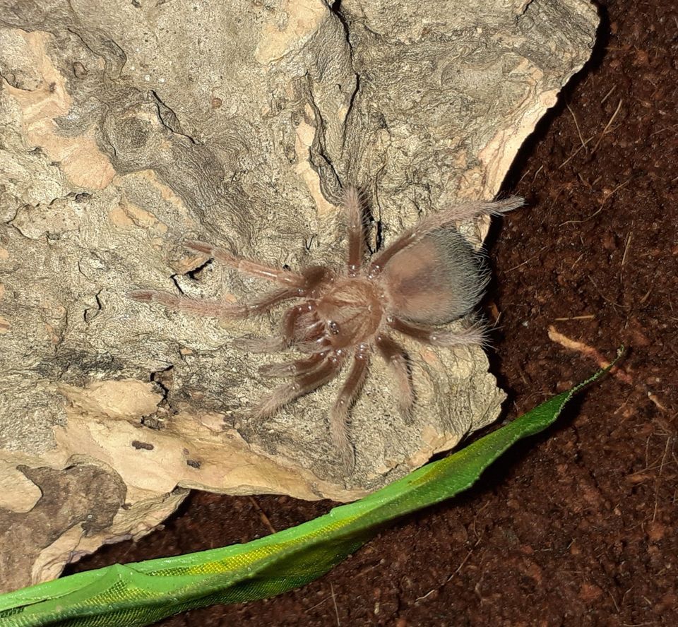 Brachypelma emilia