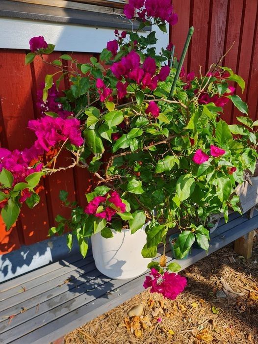 120 cm BOUGAINVILLEA altakasteluruukussa