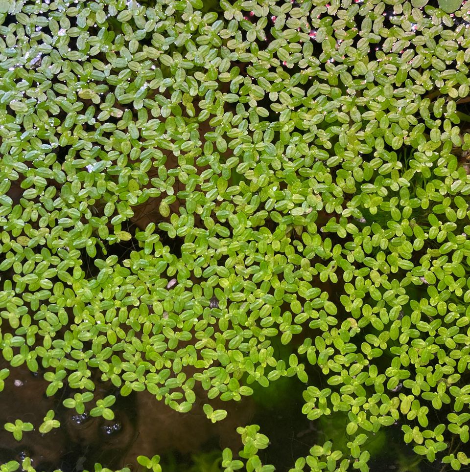 Pikkulimaska, duckweed