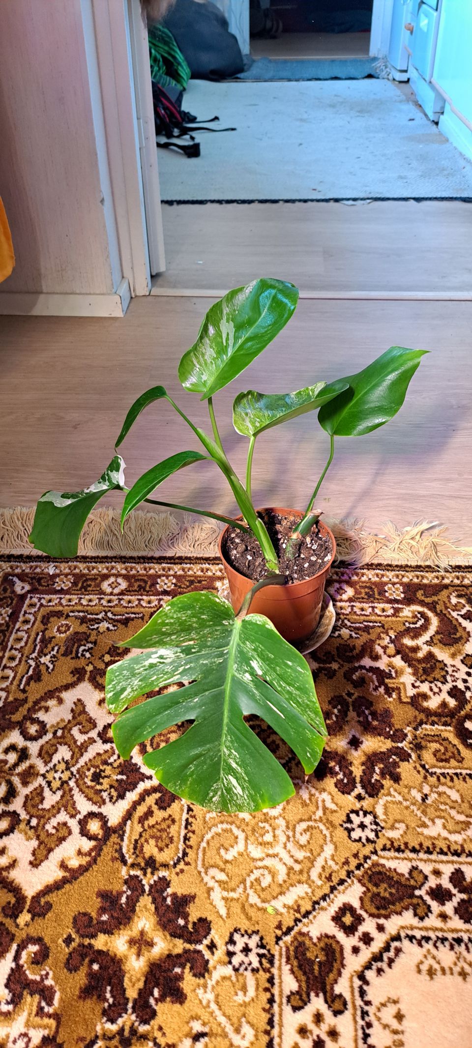 Monstera Albo