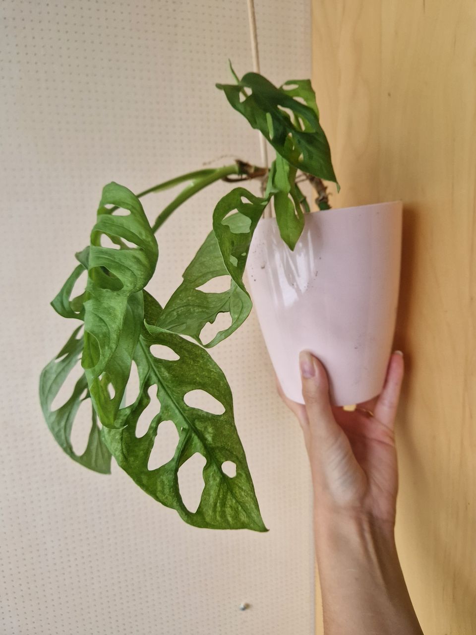 Monstera Adansonii EU Mint