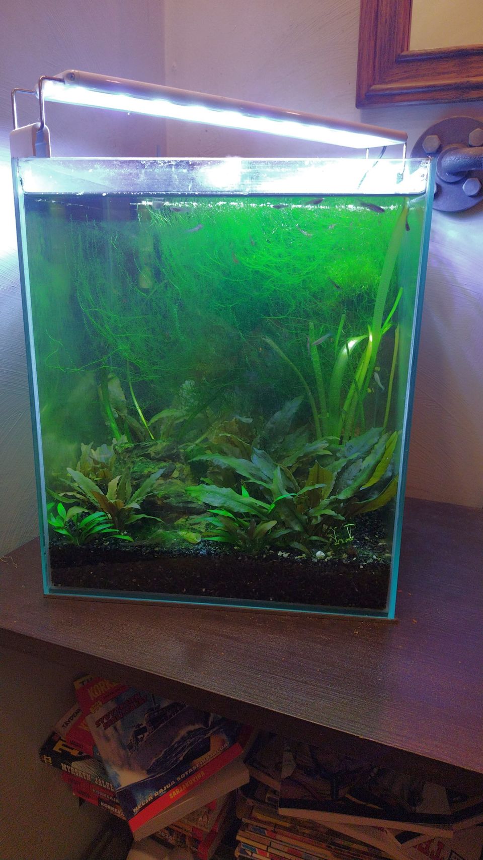 Nano akvaario 30l