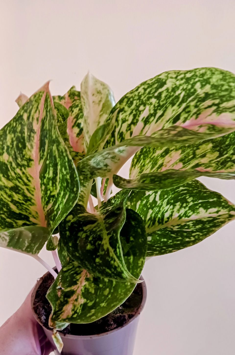 Aglaonema