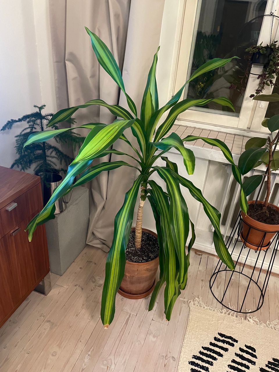 Lohikäärmepuu / Dracaena