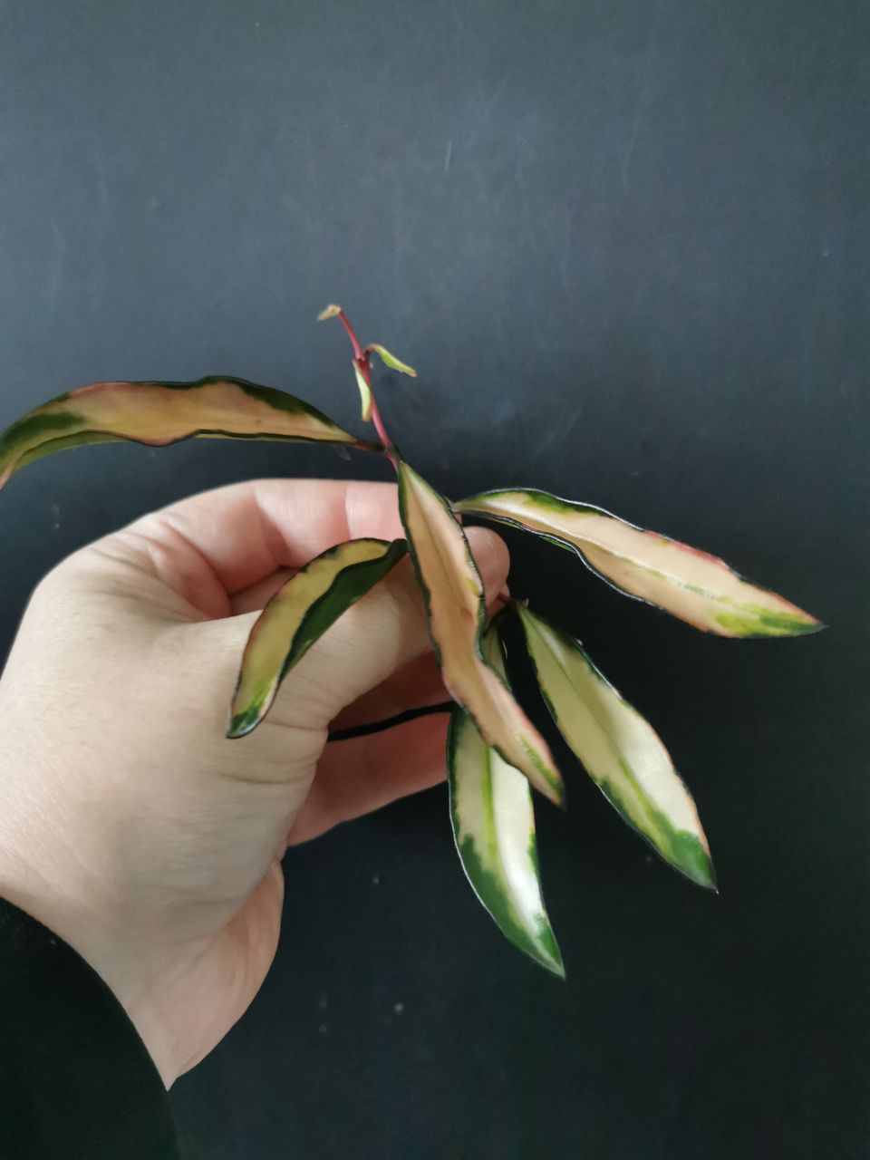 Hoya wayetii variegata