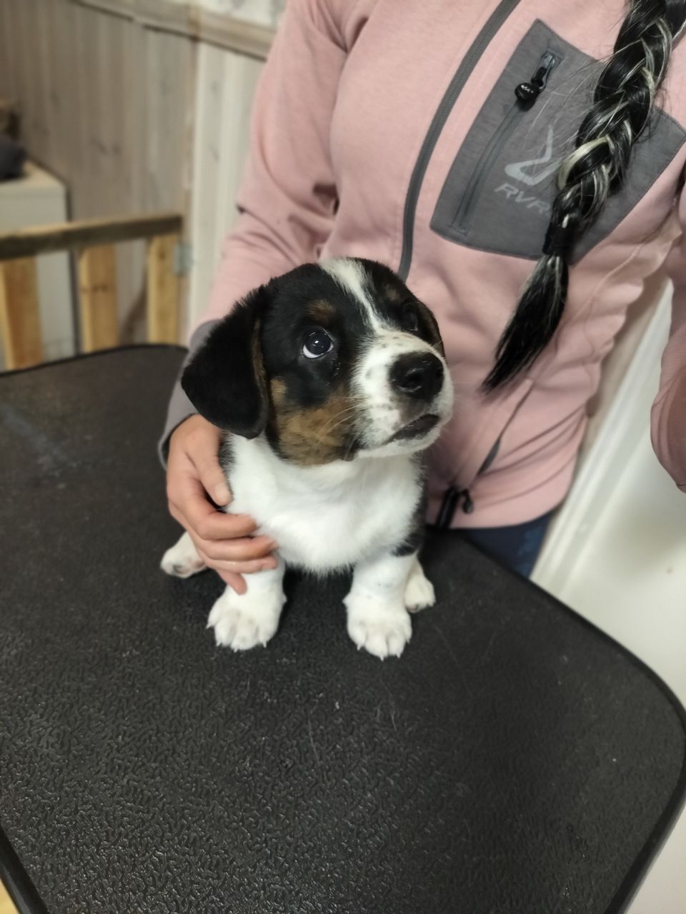 Welsh corgi cardigan