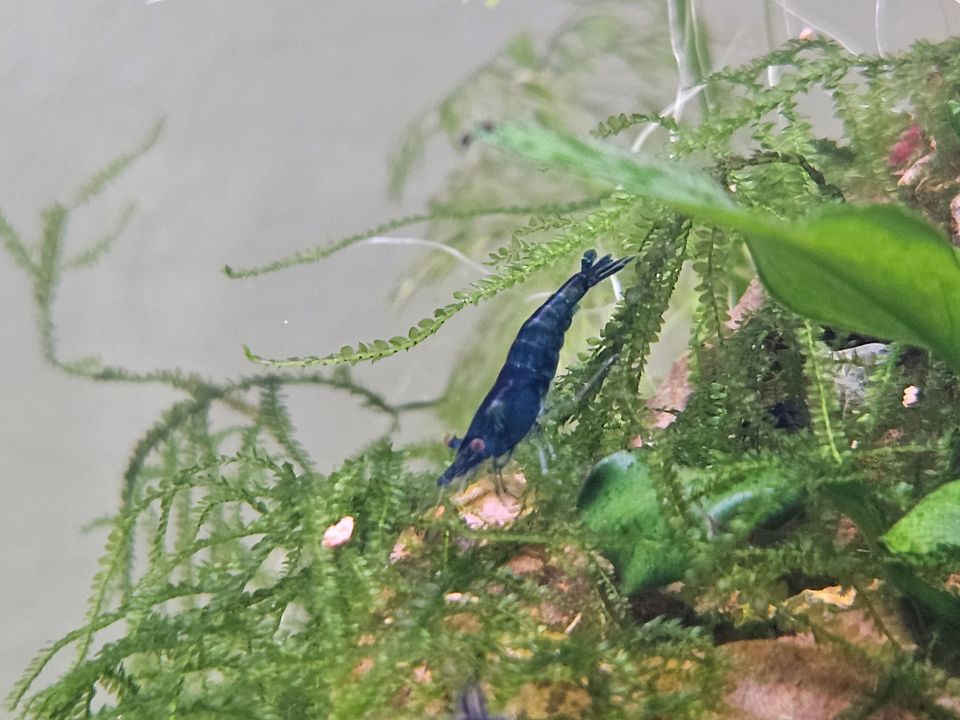 Sukarapuja Neocaridina Blue Sapphire