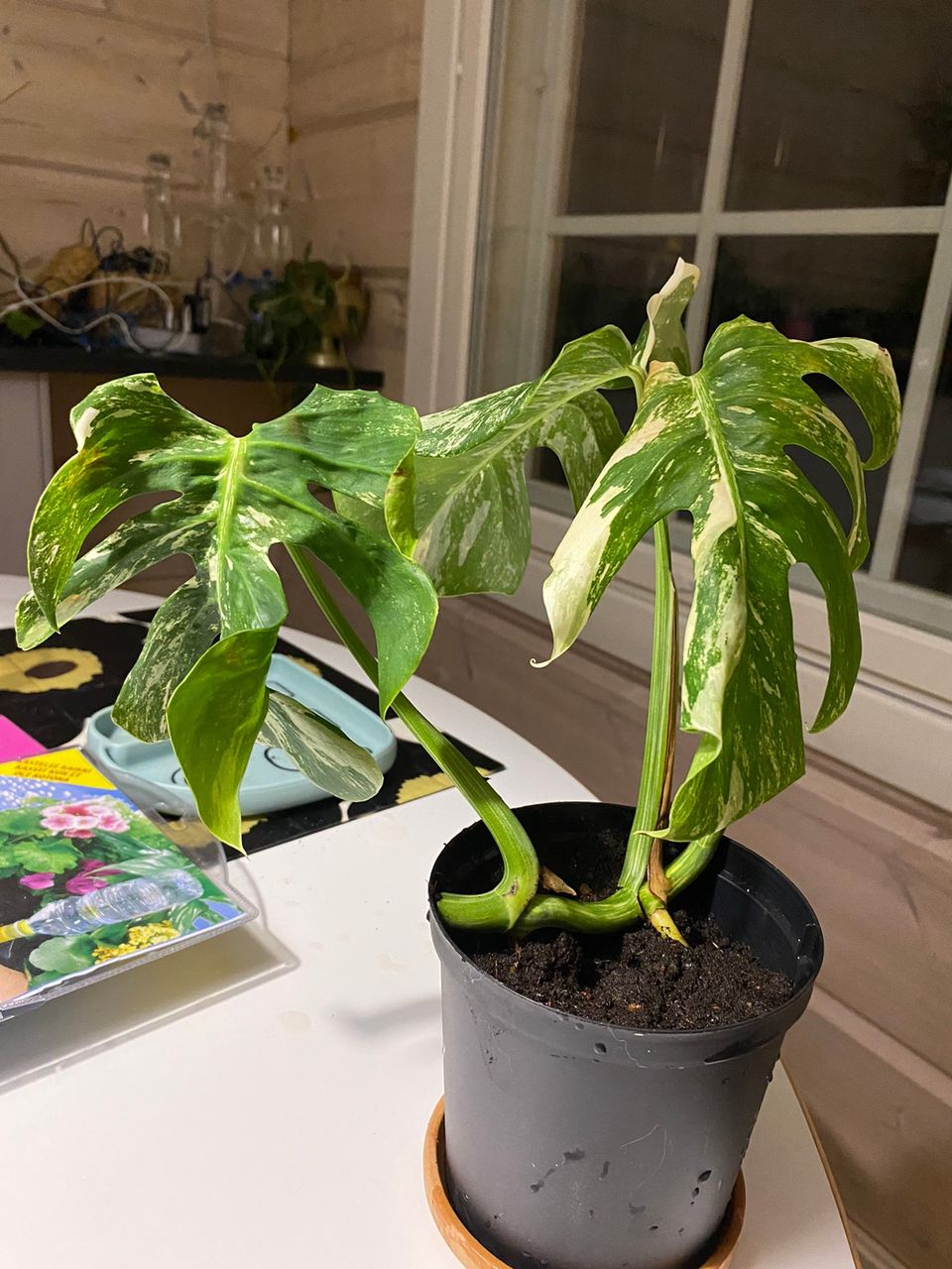 Monstera Variegata