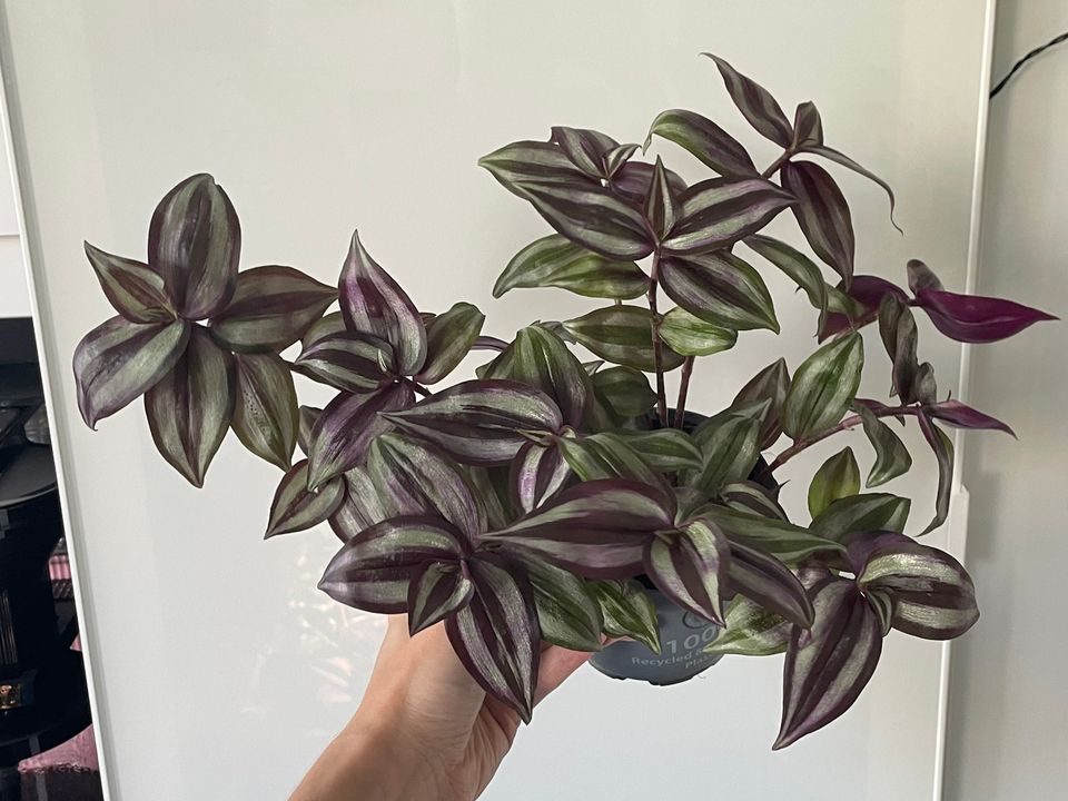 Tradescantia Zebrina