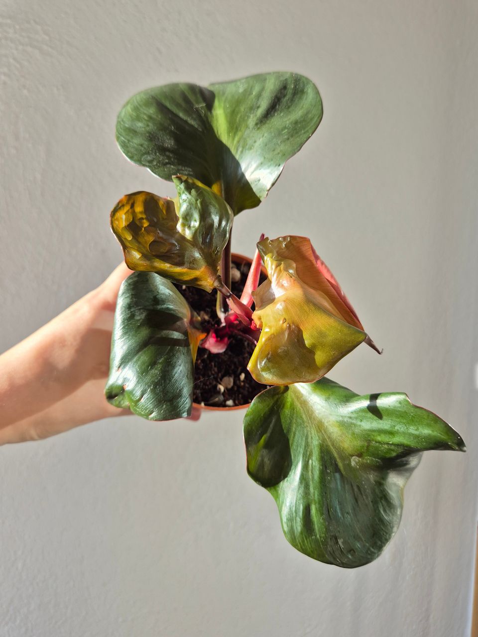 Philodendron Red heart