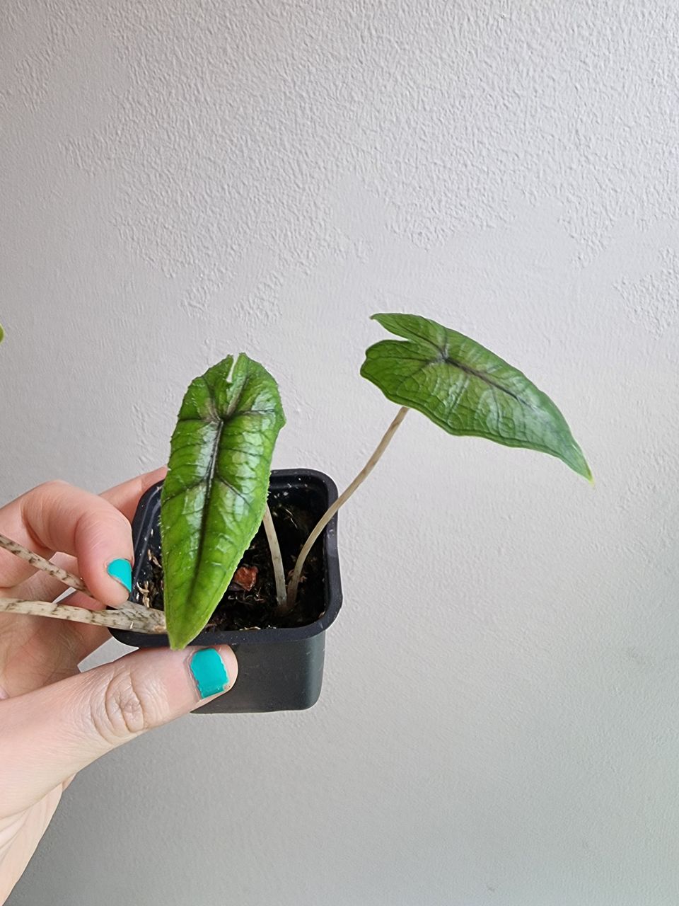 Alocasia Jacklyn