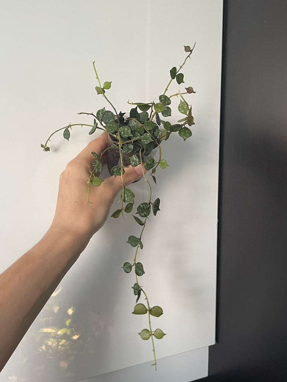 Hoya curtisii