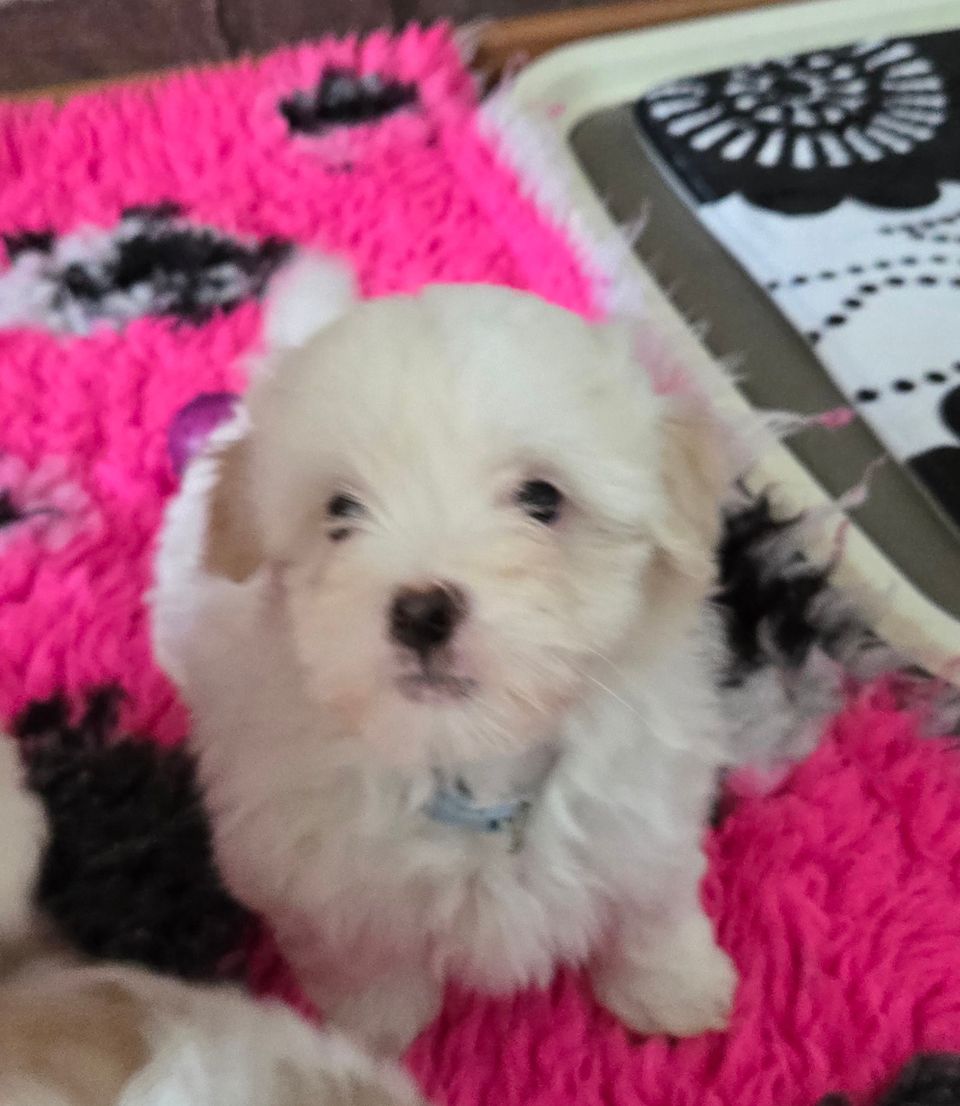 Coton de tulear pennut