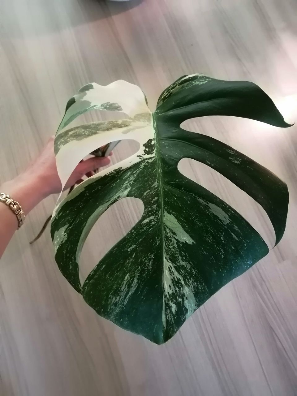 Monstera variegata