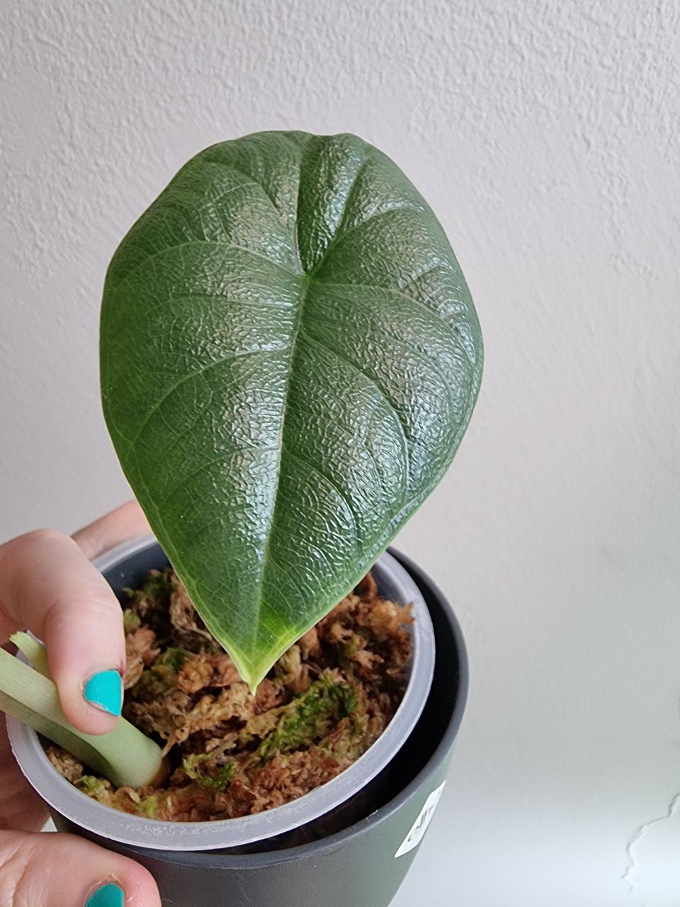 Alocasia Melo