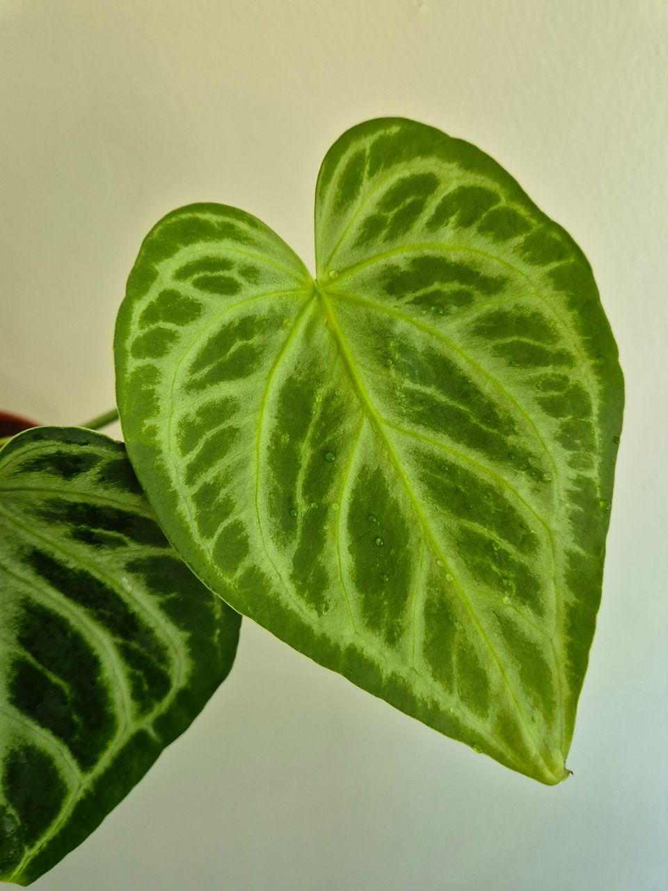 Anthurium Silver blush