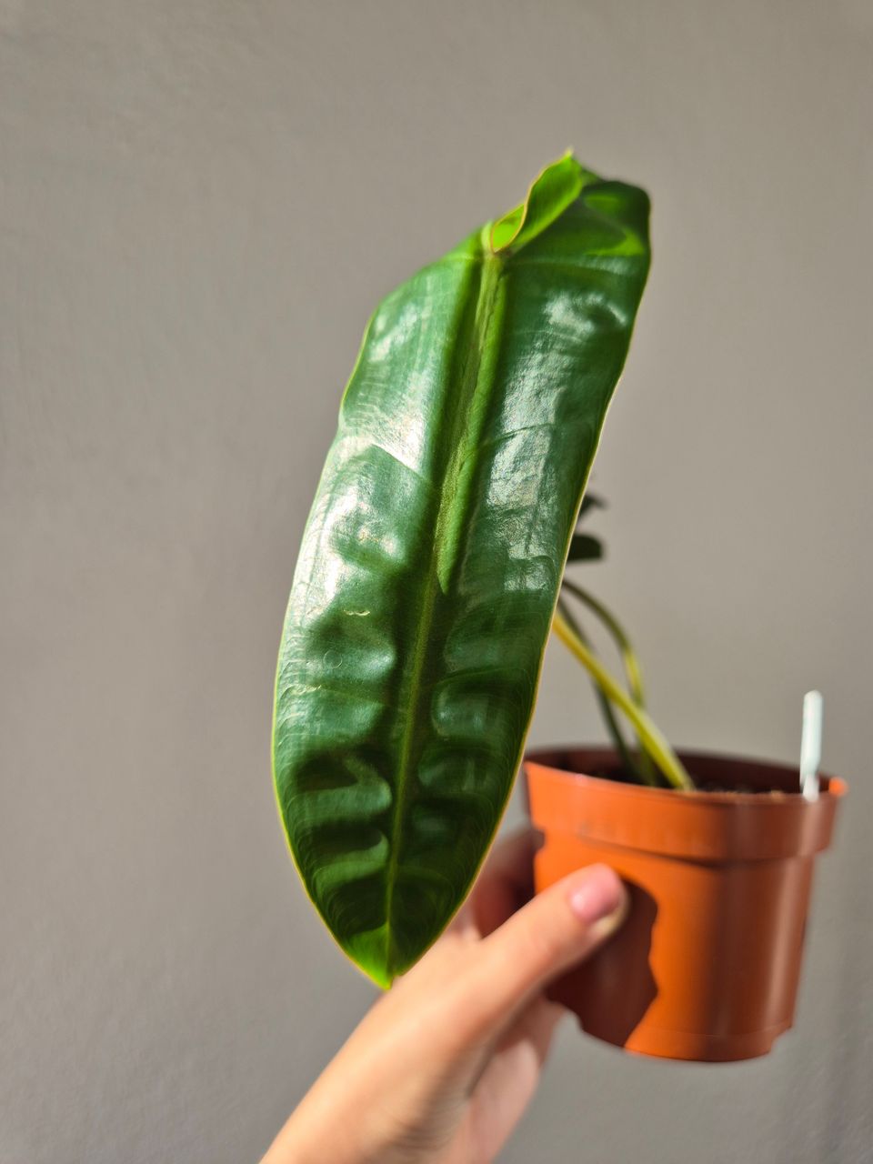 Philodendron Billietiae