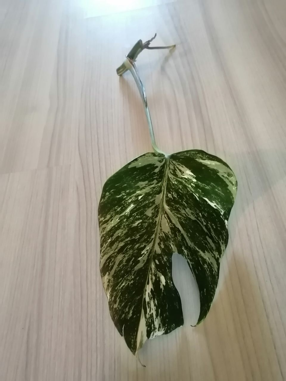 Monstera variegata