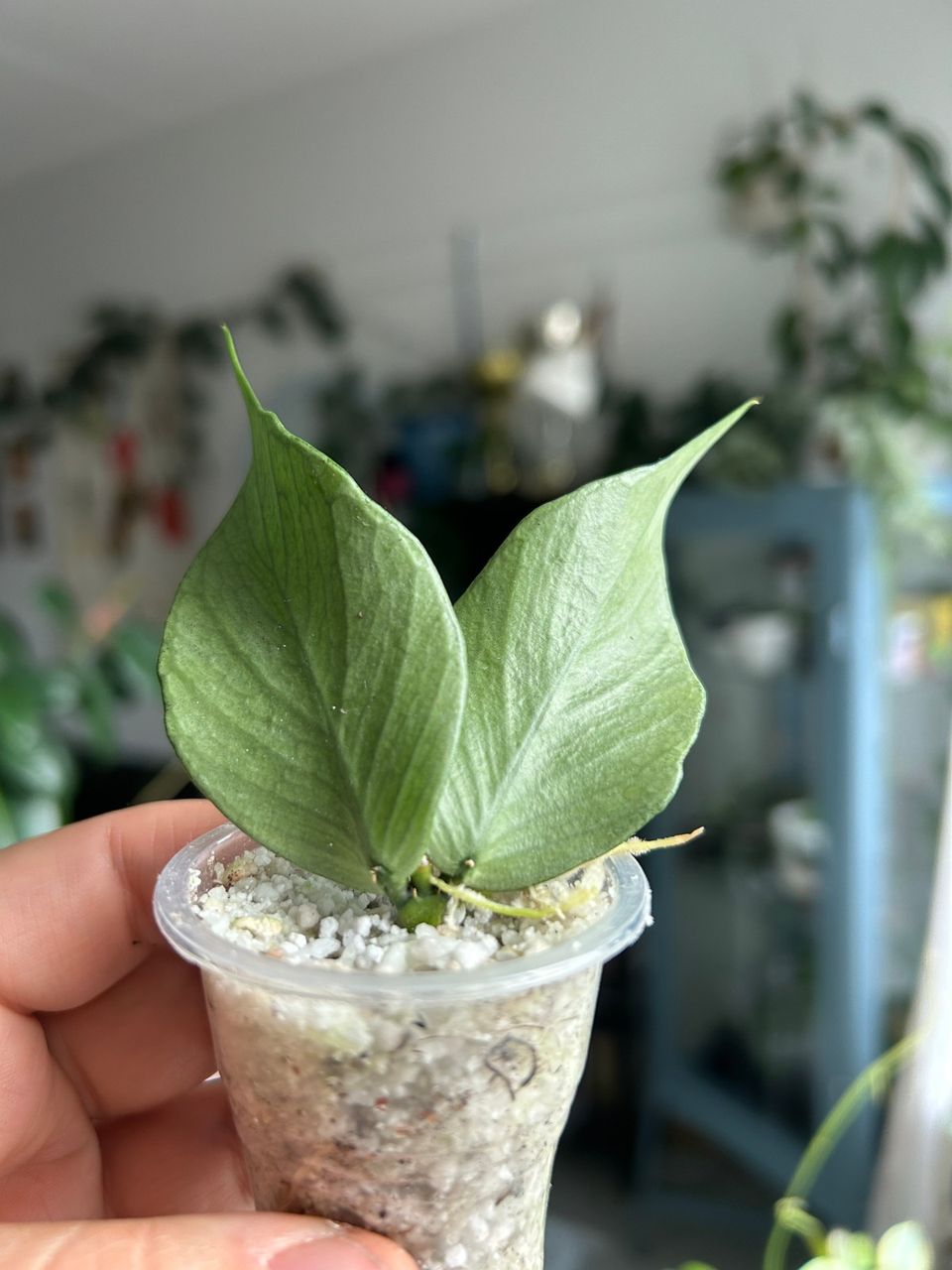 Hoya Polyneura broget / silver