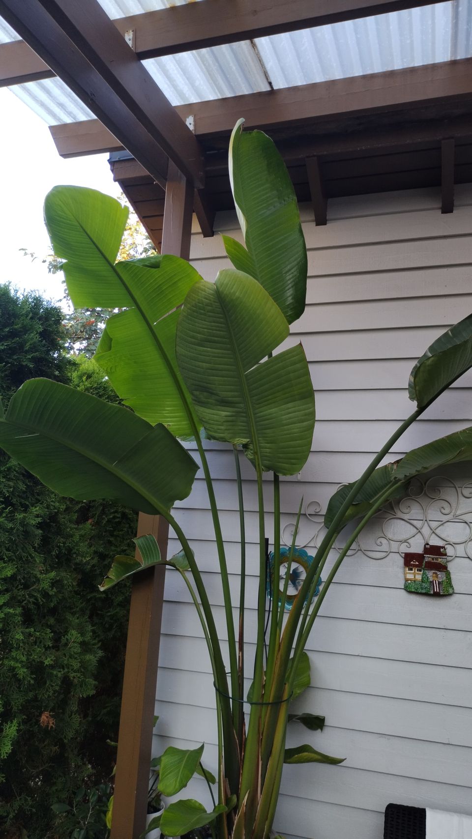 Strelitzia Nicolai