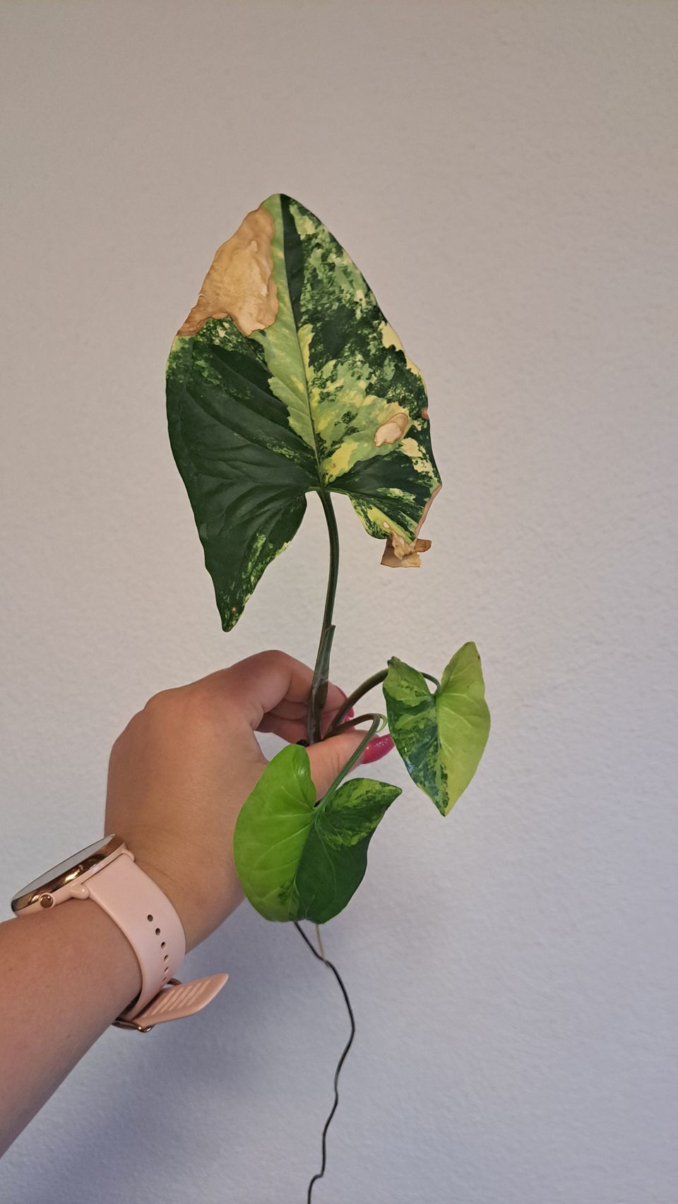 VARATTU Syngonium Aurea -pistokas