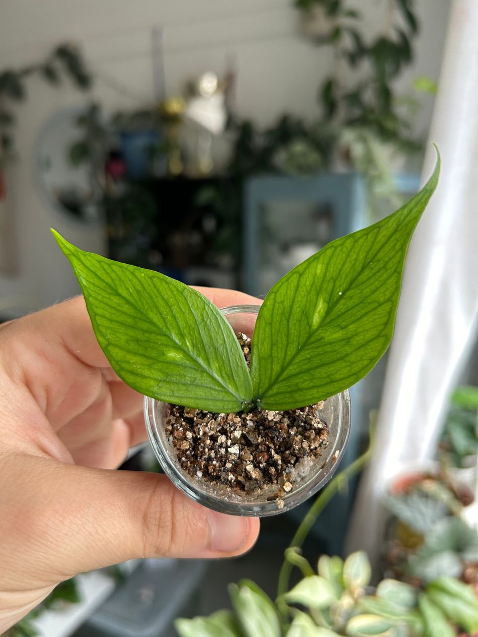 Hoya Polyneura