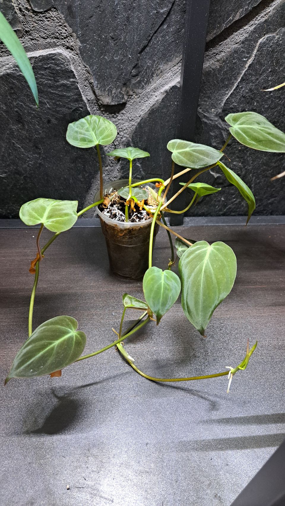 Philodendron Micans, pistokas 5